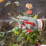 مدل : RH-3150  (NA)  قیچی میوه چین